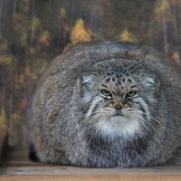 Pallas Cat