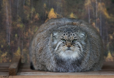 Pallas Cat - fat, grey