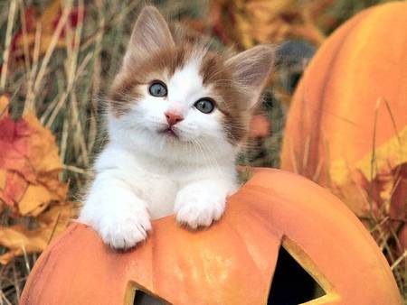 kitten in pumpkin - cat, pumpkin, kitten