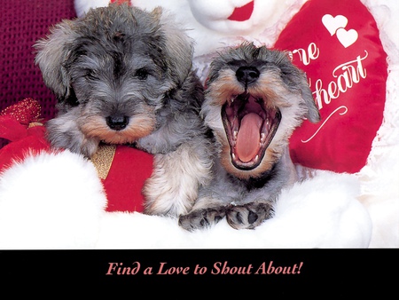 Can't u hear! - funny, dogs, valentine, cute