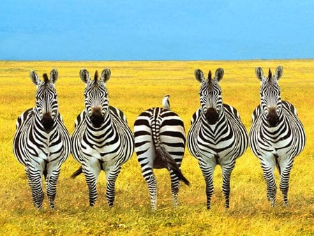 Someone is out of line! - zebras, amazing, photography, animals, funny, cute