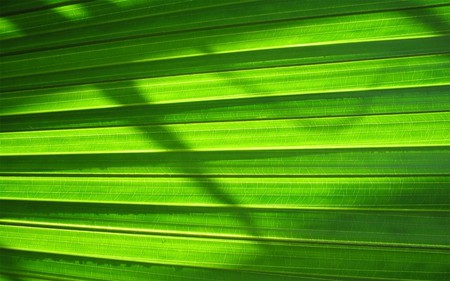 Leafy Blinds - green, leaf, blinds