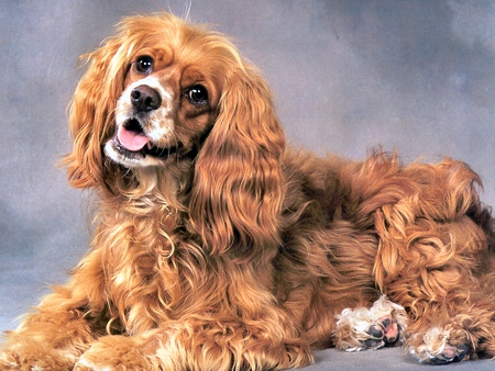 cocker spaniel - cute, dog, photography