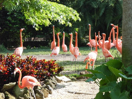 We're pink and beautiful - birds, trees, nature, pink