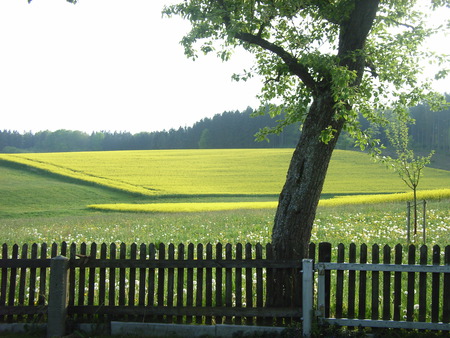 Simply beautiful Spring - forest, flowers, field, spring, tree