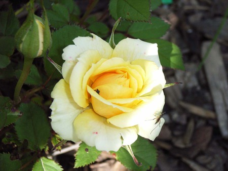 Nice here - insect, garden, rose, flower