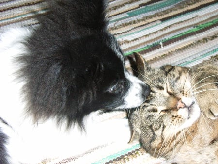 I simply love you - dog, affection, wondering, cat