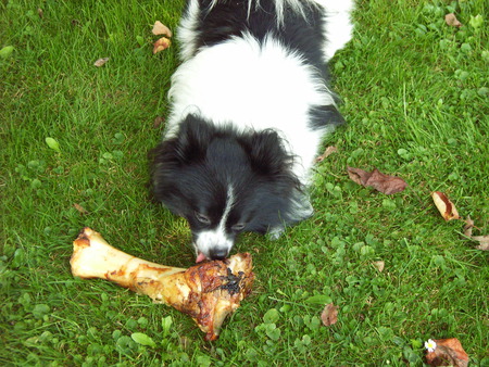 Ecstasy - dog, grass, delicious, bone