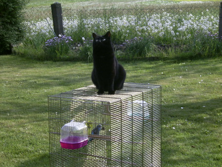 Come and join my friend - cage, grass, budgie, cat