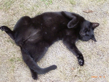 Resting in the sun - sleeping, summer, black, cat