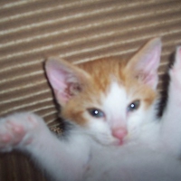 kitty