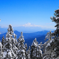 Snow Topped Trees