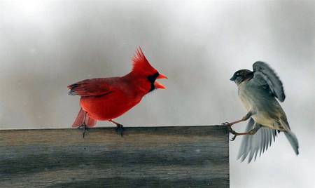 Food Fight - bird, cardinal, red, wren, animals