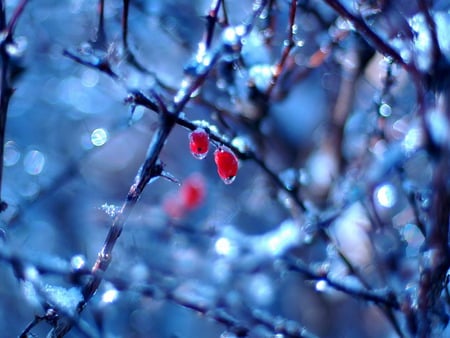 Thaw - berries, thaw, trees, frozen, nature, blue, red