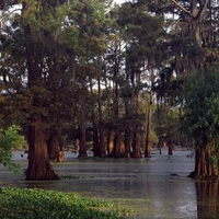 Bald Cypress Trees at Sunset, Louisiana 