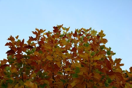 coloured leaves - colour, leaves, sky