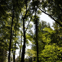 green trees