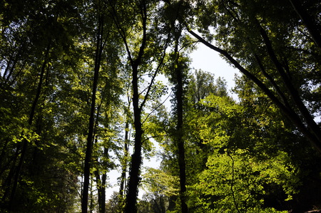 green trees - green, trees