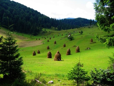 hay - hay, landscape