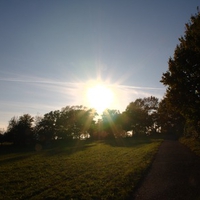 sunny trees