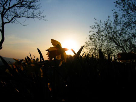 sunset flower - sunset, flower