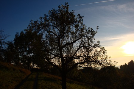 tree in autumn sun - tree, autumn, sun