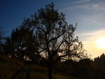 tree in autumn sun