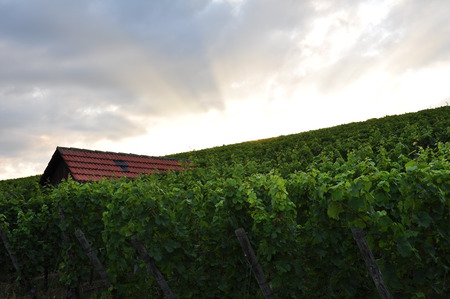 vineyards - vineyards, sun