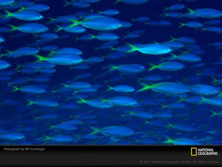 Cool Blue Fishes - fish, marine