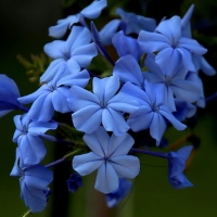 Blue Flowers