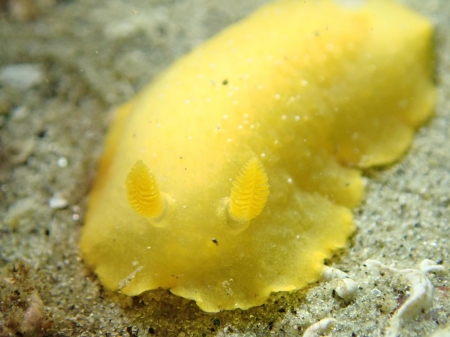 Sea Lemon - slug, sea, animal, lemon