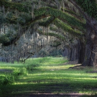 Savannah, Georgia, Southern Live Oaks