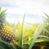 Pineapple Plantation