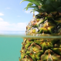 Pineapple Swim