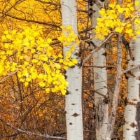 Tall aspens