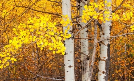 Tall aspens - aspens, trees, nature, forest, tall