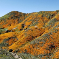 Poppy Superbloom at Lake Elsinore, California