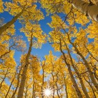 Aspen Trees