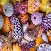 Shell Collage