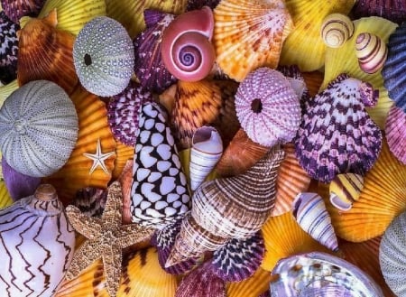 Shell Collage - Shells, Collage, Mollusks, colors