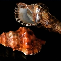 Gastropods Shells