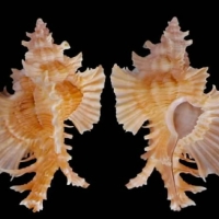 Gastropods Shells