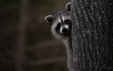 Raccoon - animal, nature, raccoon, hide