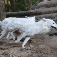 Hunters - Timber Wolves