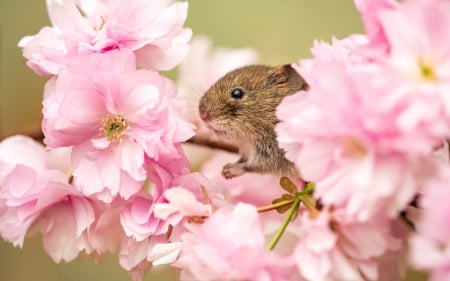 Harvest mouse - sakura, blossom, cherry, harvest, spring, mouse, flower, pink, animal, nature