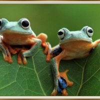 PRETTY FROGS