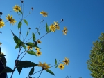 Yellow flowers