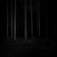 Monochrome Dark Forest