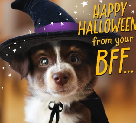 :) - hat, dog, sweet, witch, halloween, cute, face, caine, puppy, card