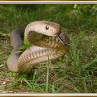 EASTERN BROWN SNAKE